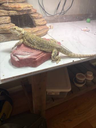 Bearded dragon 1