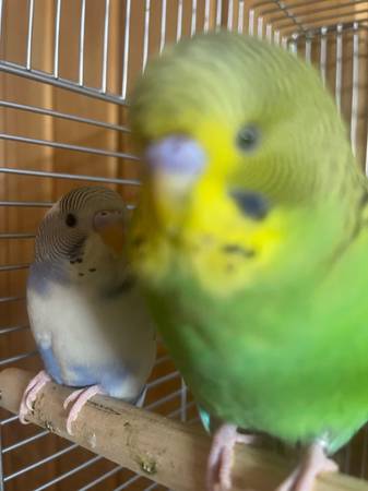 Rehoming parakeets (New Brunswick)63624616446209122
