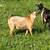 Fainting Goat Bucks 8 thumbnail