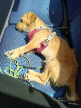 Mixed terrier house dog 1