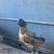 11 week old layer pullets, $5 off sale today! 4 thumbnail