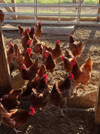 Rhode Island Red Laying Hens / Chickens 1