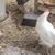 6 hens and 10 chicks to new home 2 thumbnail