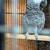 Female African Grey 1 thumbnail