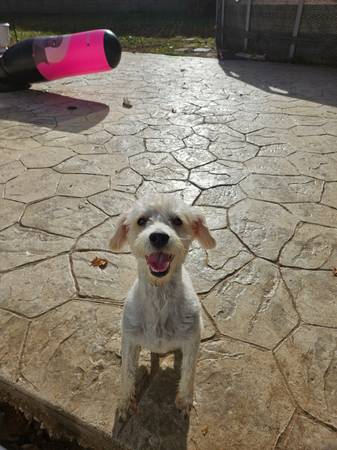 Toy Poodle Needs A Good Home (Triangle)64200663009665124