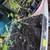 Organic Beauregard sweet potato slips already rooted 50+left 50 cents 1 thumbnail
