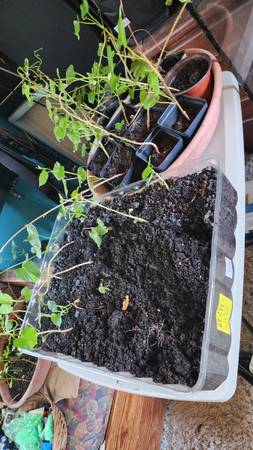 Organic Beauregard sweet potato slips already rooted 50+left 50 cents 1