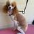 Toy poodle male 5 thumbnail