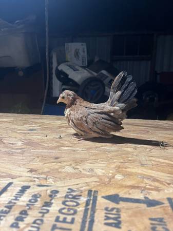 Gallos aztecas  Bantam chicks for 1