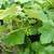 Seedless Grape Vine Tree: Concord 4 thumbnail
