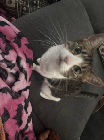Rehoming Cat (Arden)63848874806275120