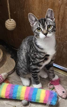 Will you be Spencer's Hero? (Marconi & Morse)63848981386113120