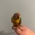 Sun Conure 2 thumbnail