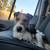 Rehoming Jack Russell Parson 17 thumbnail