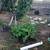 Comfrey plant 3 thumbnail