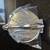 Tortilla press & Pastry Crimper 3 thumbnail