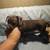 Tiny pups 5 thumbnail
