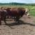 3 1/2 year old Hereford bull 3 thumbnail
