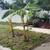 Banana trees 2 thumbnail