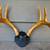 Rustic Antler Mounts - Set of 4 for Cabin/Den Decor 4 thumbnail