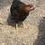 Started Pullets 2 thumbnail
