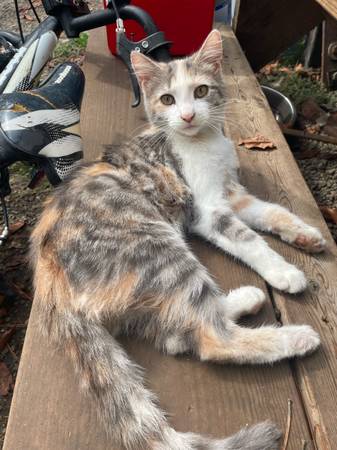 Kittens (Hookstown)63882391238787121