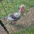 Turkeys 16 thumbnail