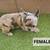 French bulldogs fluffy carrier 4 thumbnail
