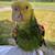 Amazon parrot 2 thumbnail