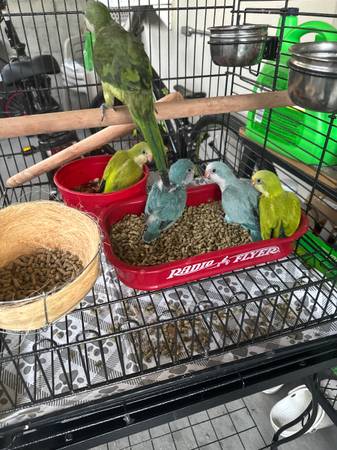 Parrot cage brand new 1