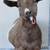 Registered Nigerian Dwarf Does and Buck 3 thumbnail