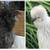 Silkies Chicks / Hen / Rooster 4 thumbnail