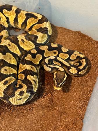 Ball Pythons (Summerlin)63907185147394120