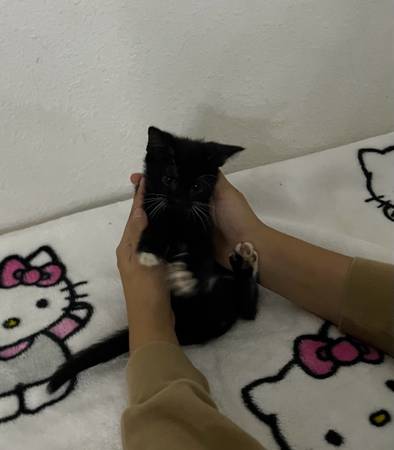 Kitten macho de 2 meses (Wilmington)600380184220805123