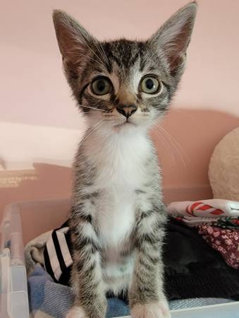 Loving Kittens63280373373825120