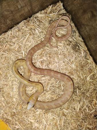 Juvenile scaleless corn (Green cove springs)63682016104835120