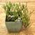 One Cactus, Two Cacti, Three Cacti, More! (Other Succulents Too!) 14 thumbnail