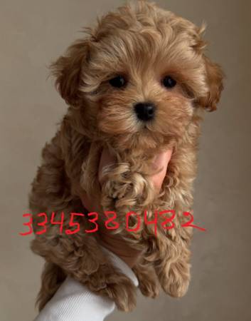 joymeadow mini maltipoo## (Dothan)64141760570626120