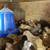 40+ Males Quail coturnix 1 thumbnail