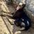 Female Doberman 1 thumbnail