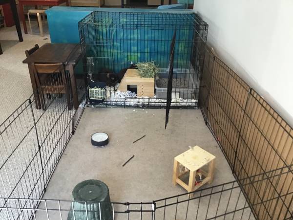Rehoming Holland Lop Bunnies - bonded pair (Evergreen)63679552880513123