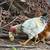 ***RABBITS & CHICKENS & QUAILS, OH-MY!*** 8 thumbnail