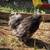 Silkie Hatching Eggs 2 thumbnail