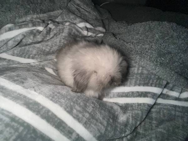 Teddy widder bunnies (Visalia)64025057530369120