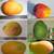 Grafted Mango Trees 3 thumbnail