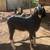 Nubian buck 3 thumbnail