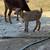 Baby Mini Nigerian Pygmy Goats 1 thumbnail