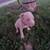 Pitbull xl rednose fawn puppies 14 thumbnail