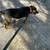 Rehome Foster dog Layla (female) needs good loving home 4 thumbnail