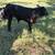 Angus bull 9 thumbnail